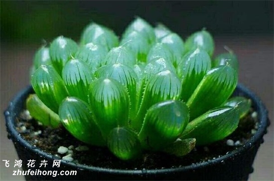 玉露價(jià)格全面指南