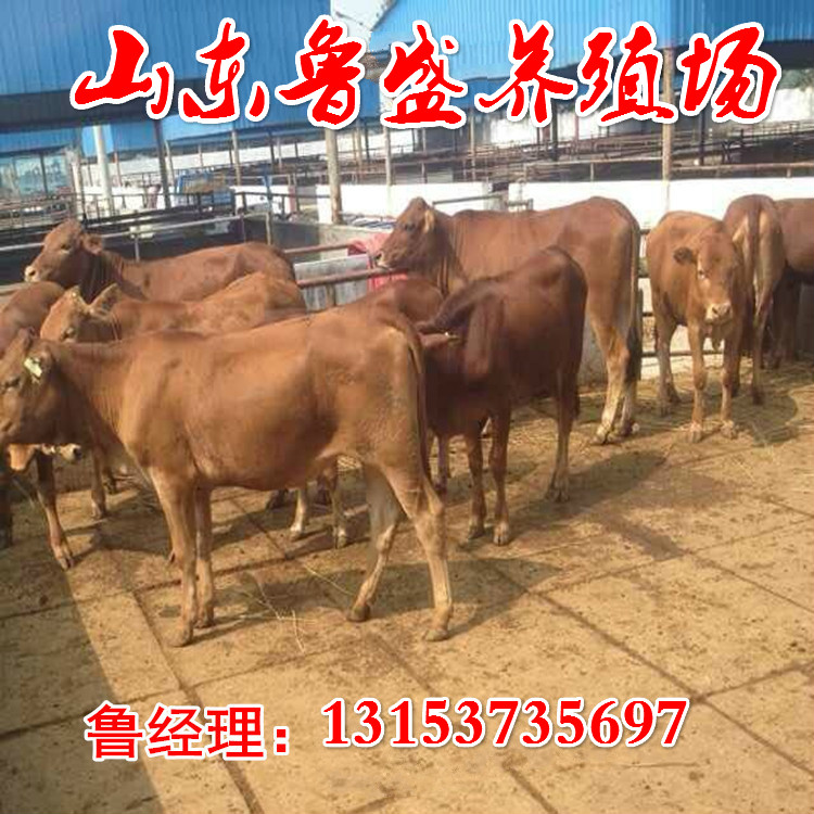 揭秘魯西黃牛價(jià)格，深度解析投資指南！