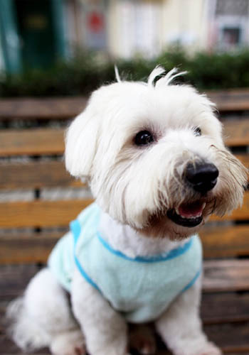 西高地犬價格深度解析與科普指南