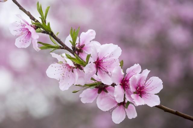 復(fù)合實木多層板 第129頁