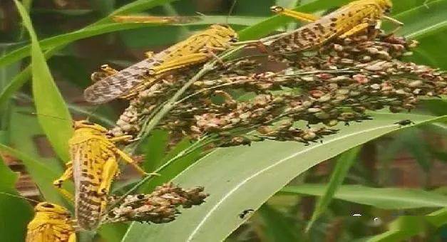 最新蝗蟲(chóng)疫情引發(fā)全球關(guān)注，生態(tài)挑戰(zhàn)迫在眉睫