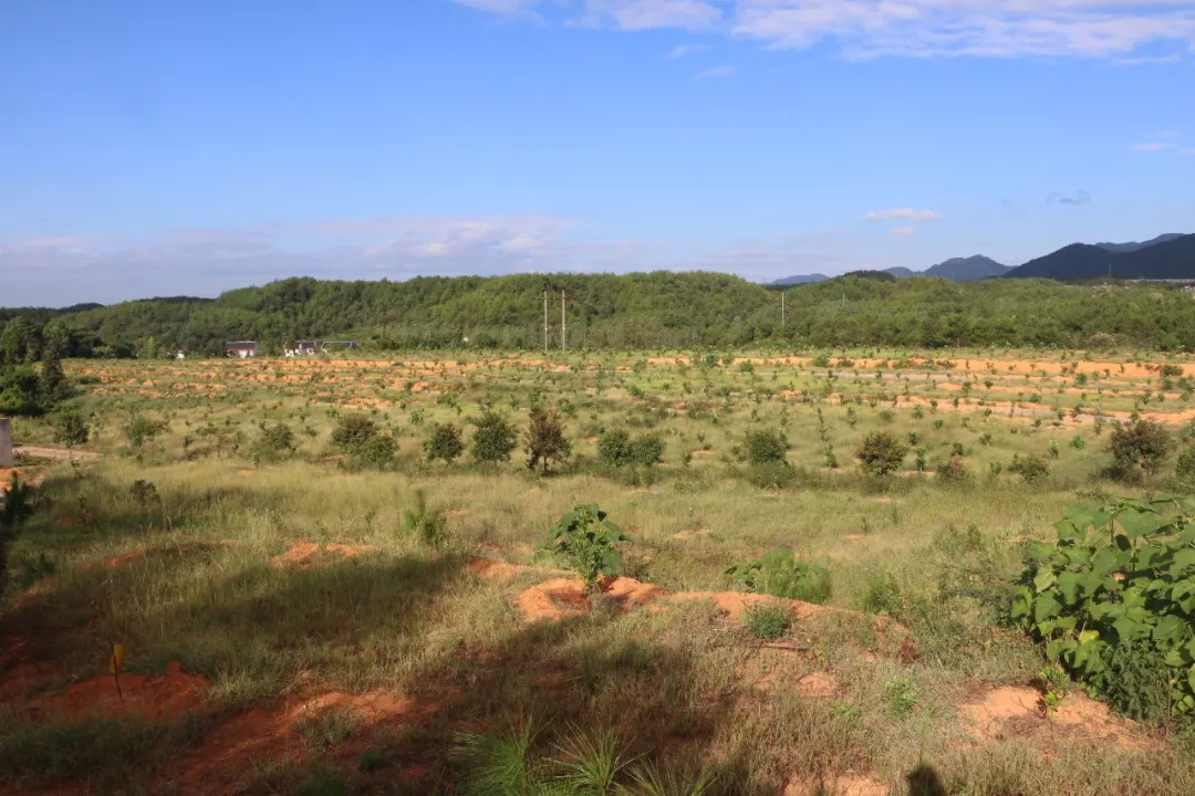 最新鄉(xiāng)愁，心靈的歸宿與時(shí)代的交融變遷