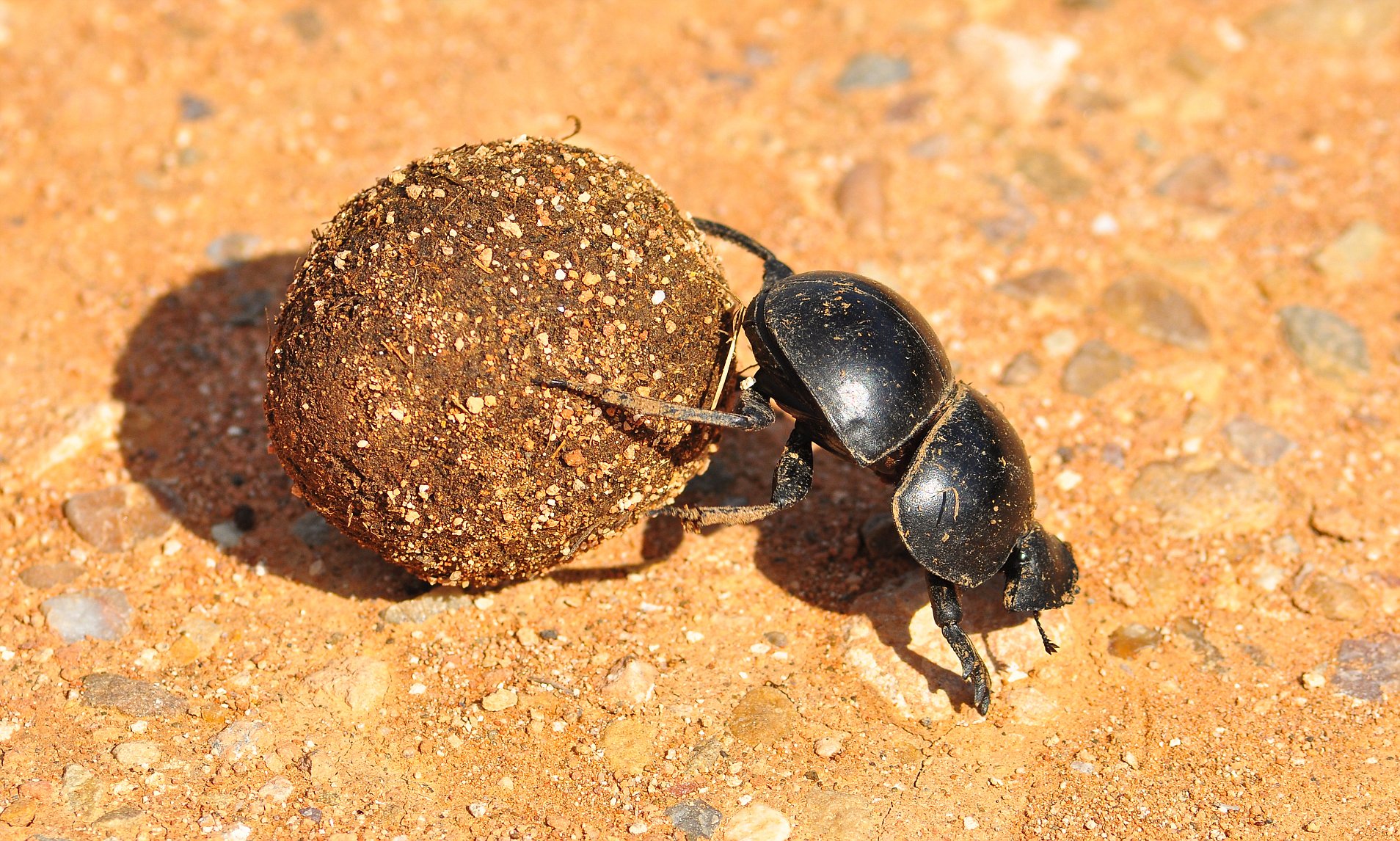 探索自然界新奇跡，最新蟲種揭秘